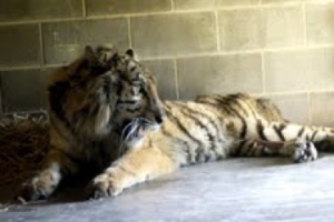 Aria, shortly after her arrival at Carolina Tiger Rescue